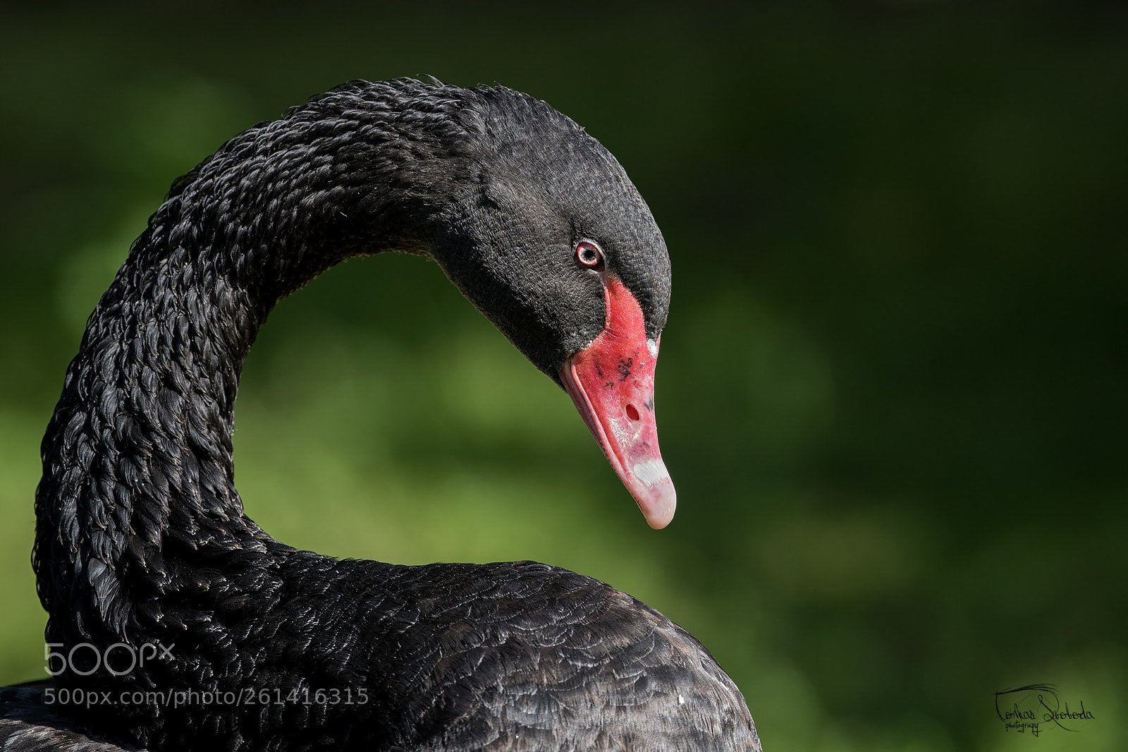 Nikon D750 sample photo. The black swan cygnus photography