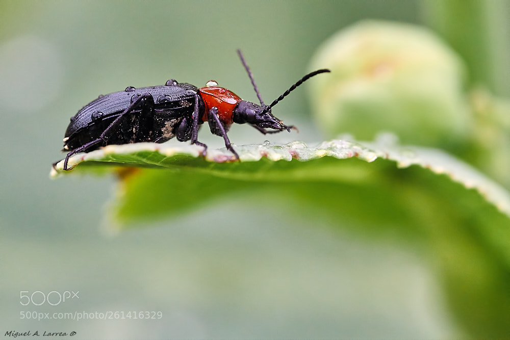 Sony ILCA-77M2 sample photo. Heliotaurus ruficollis photography