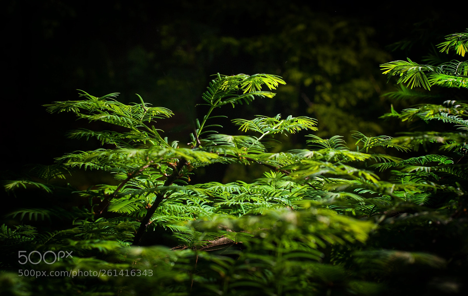 Nikon D80 sample photo. Botanical garden photography