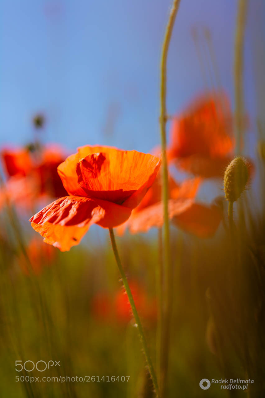 Nikon D7100 sample photo. Poppy photography