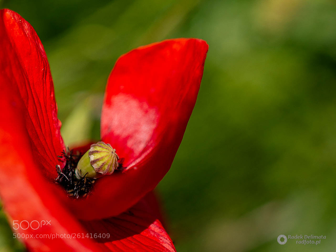 Nikon D7100 sample photo. Poppy photography