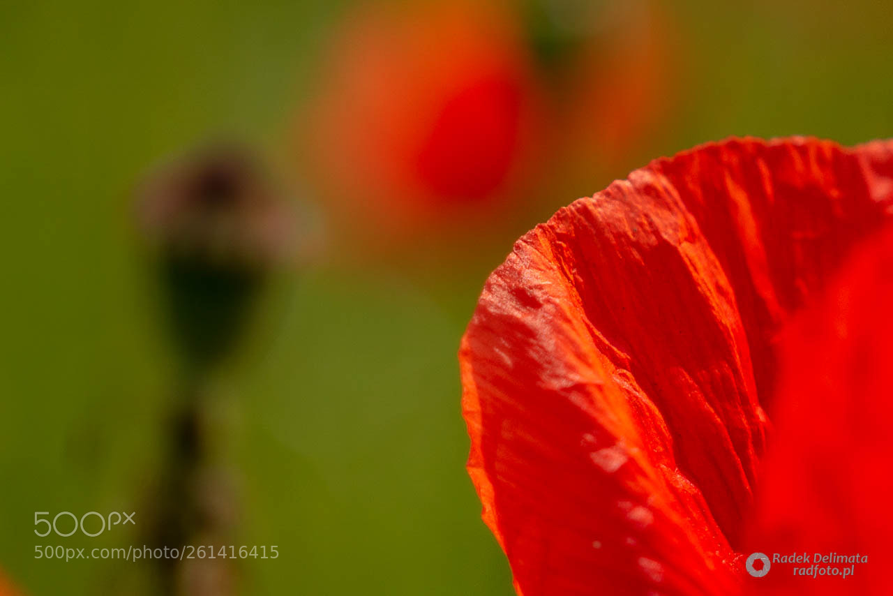 Nikon D7100 sample photo. Poppy photography
