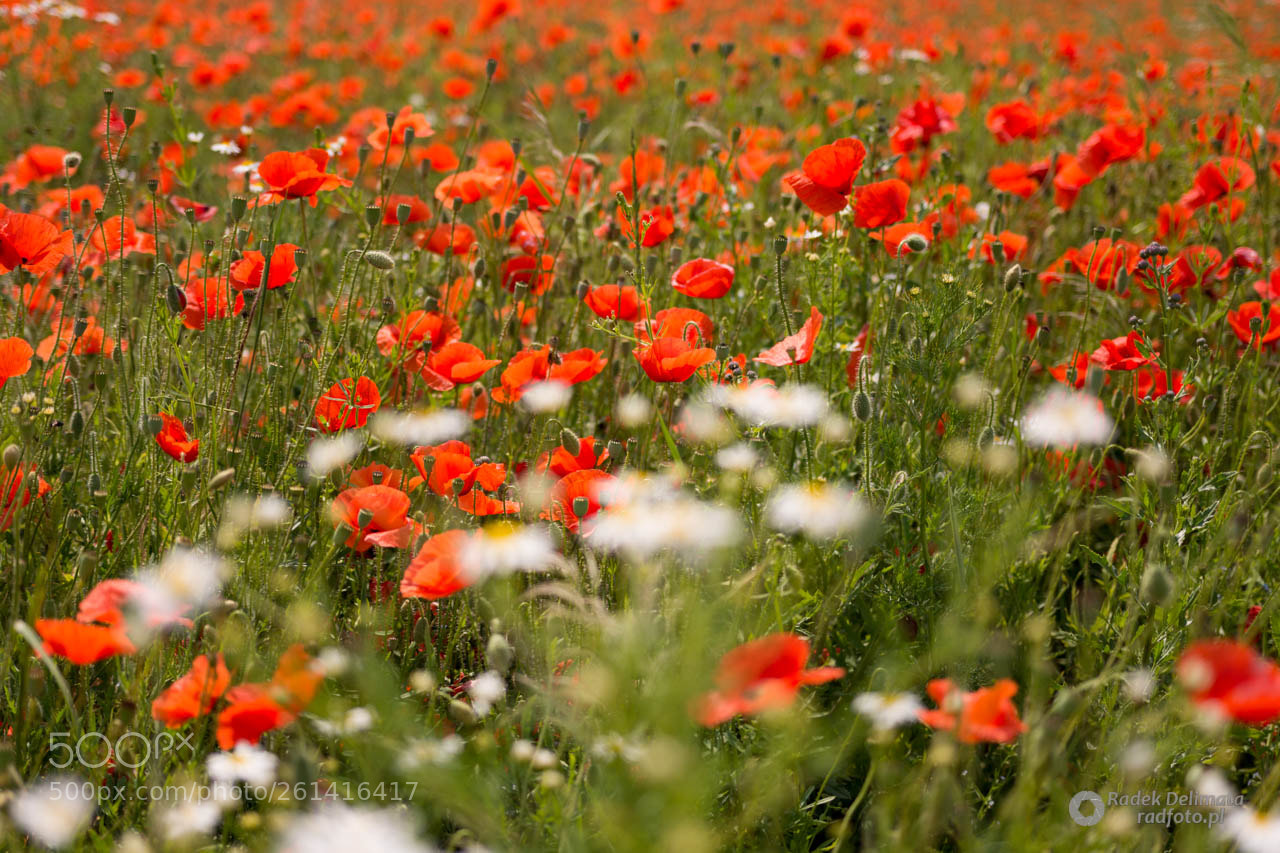 Nikon D7100 sample photo. Poppy photography