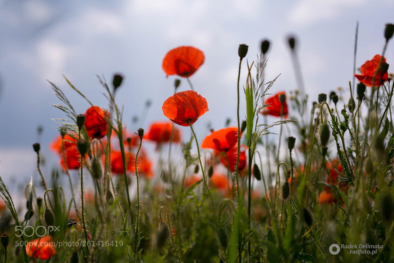 Nikon D7100 sample photo. Poppy photography