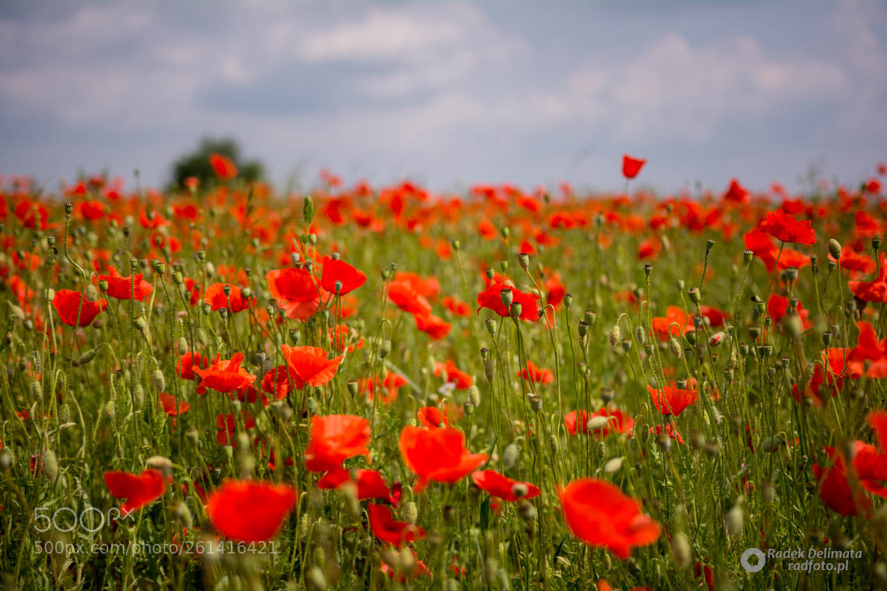 Nikon D7100 sample photo. Poppy photography
