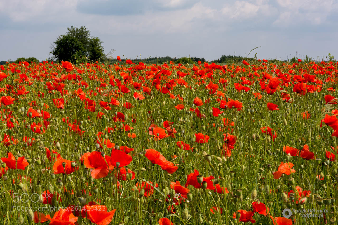 Nikon D7100 sample photo. Poppy photography