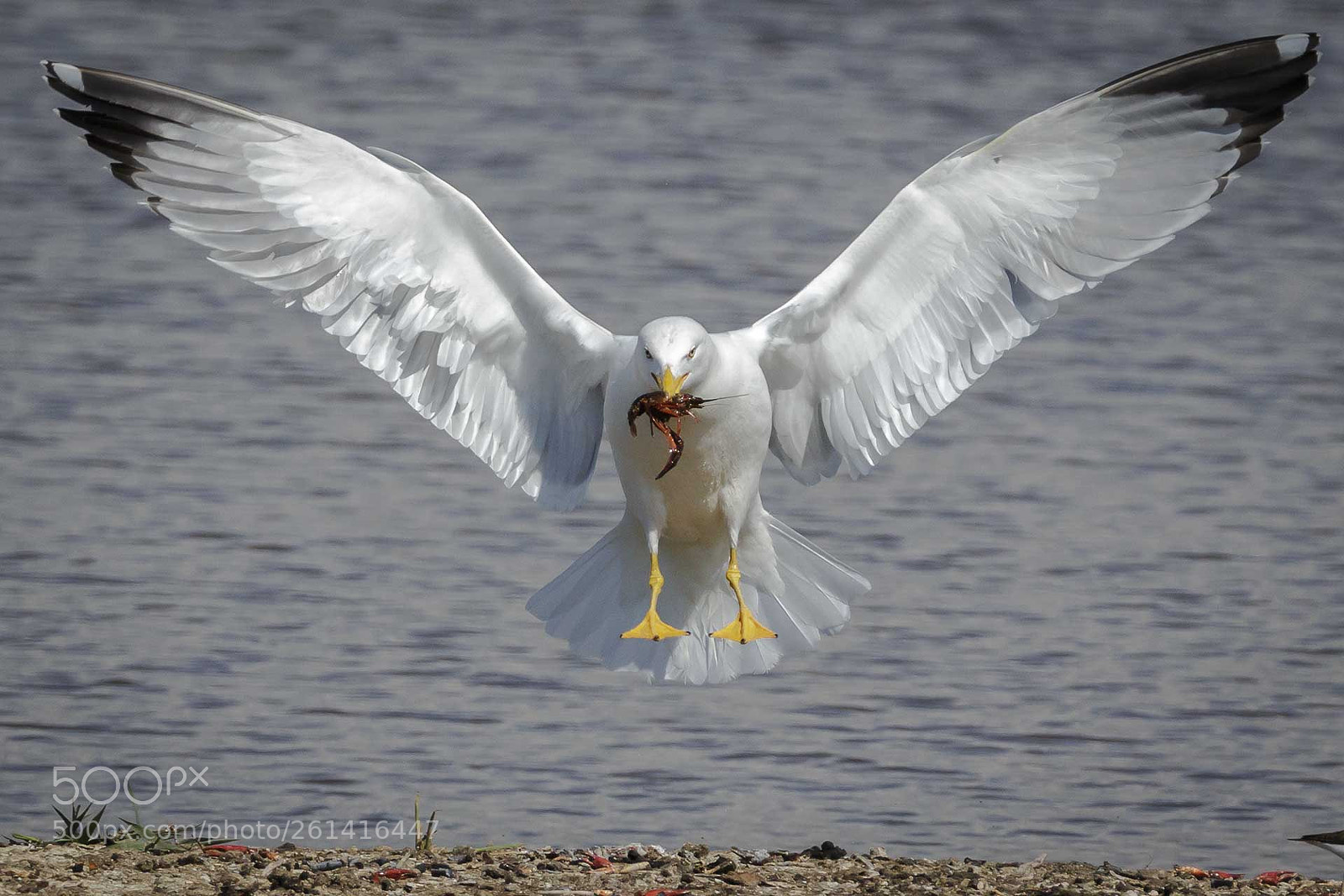 Canon EOS 70D sample photo. Gaviota photography