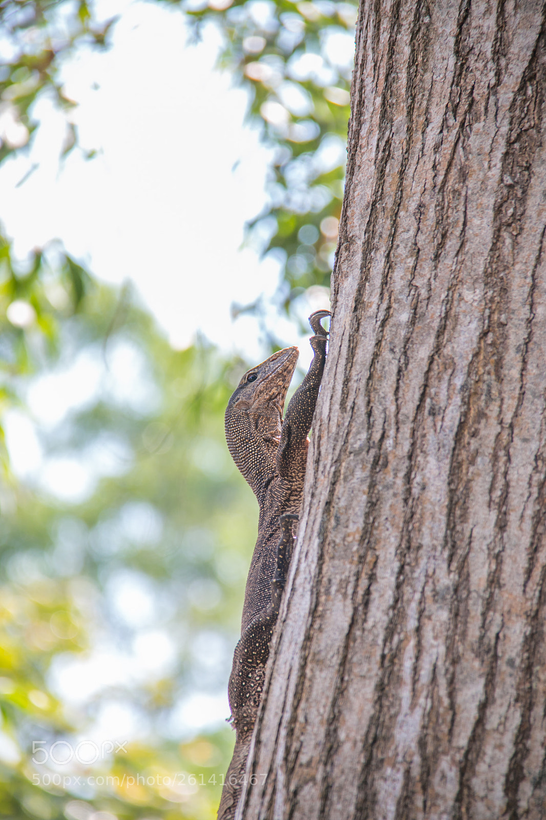 Canon EOS 70D sample photo. Monitor climbing tree photography