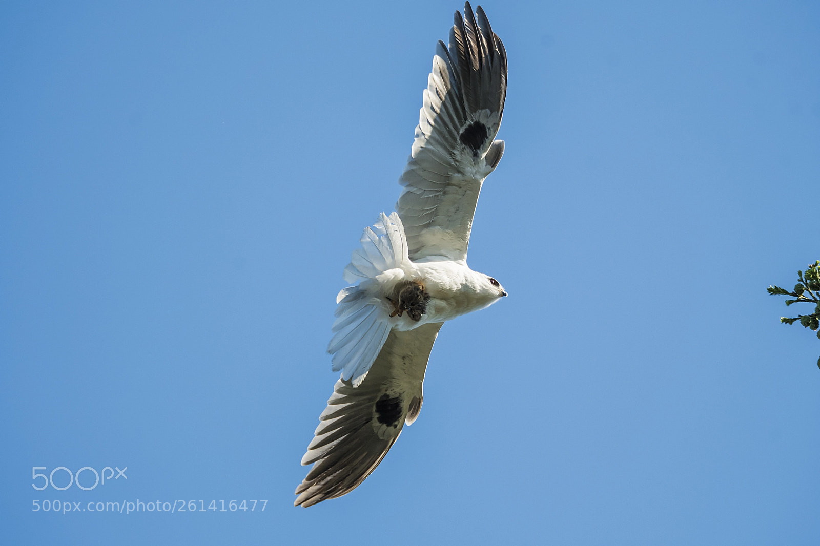 Nikon D500 sample photo. Black winged kite photography