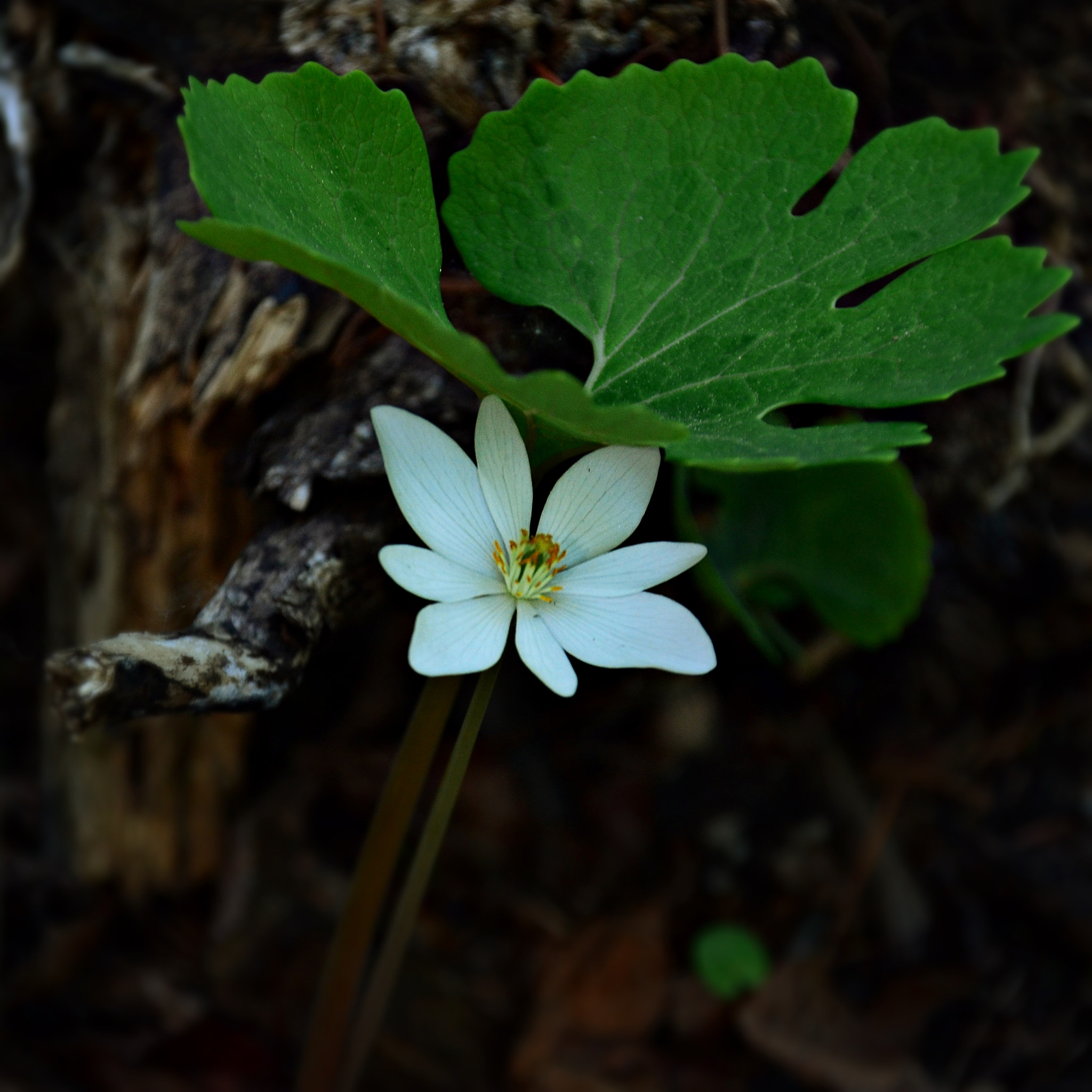 Sigma 18-200mm F3.5-6.3 DC OS HSM sample photo. Sanguinaria, bloodroot photography
