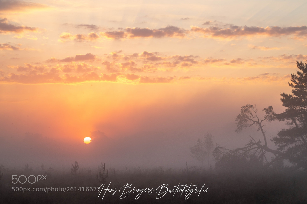 Canon EOS 5D Mark IV sample photo. Good morning sun photography