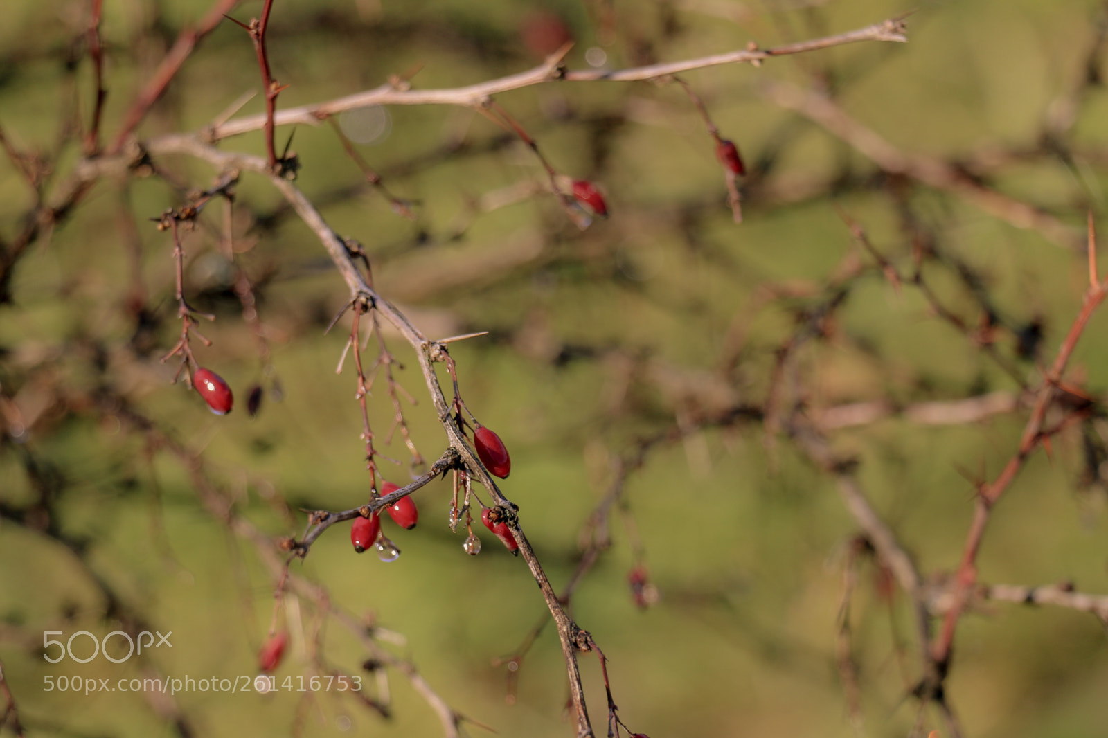 Canon EOS 70D sample photo. Untitled photography