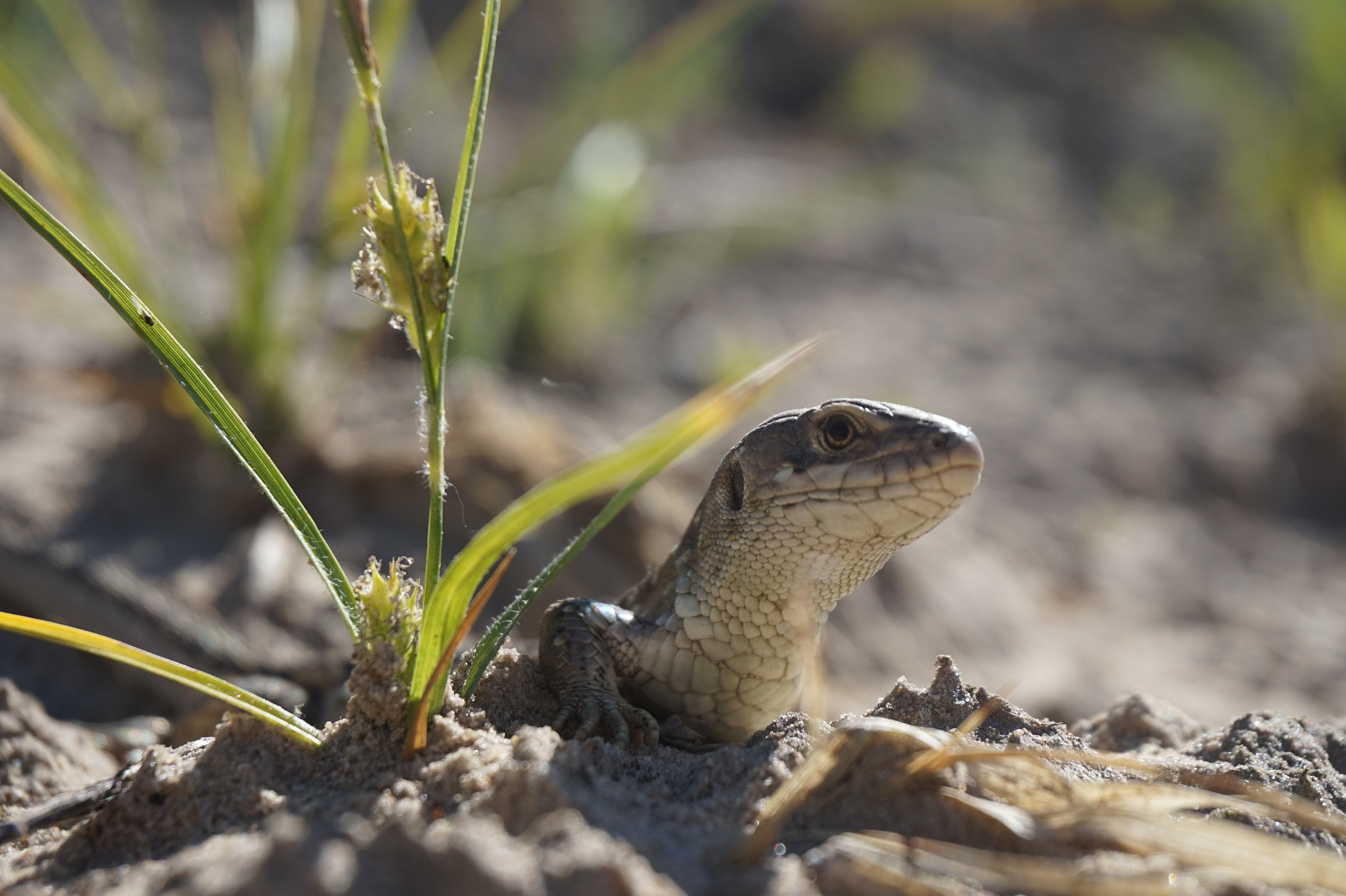 Sony Alpha a5000 (ILCE 5000) sample photo. Lizard photography