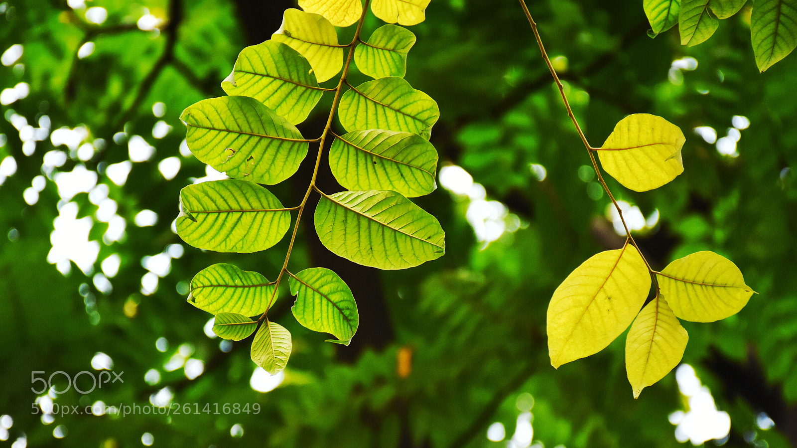 Nikon D7200 sample photo. Untitled photography