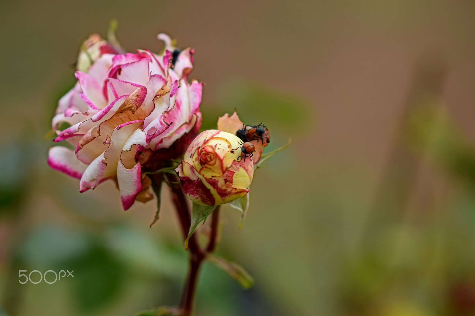 Nikon D5300 sample photo. Roses photography