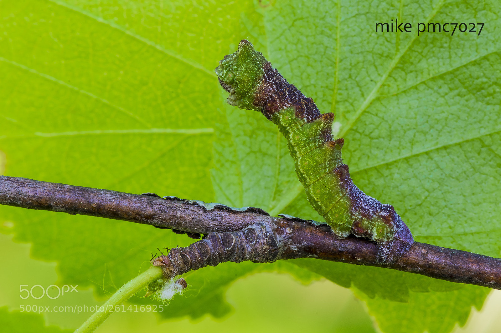 Nikon D7100 sample photo. A caterpillar of the photography