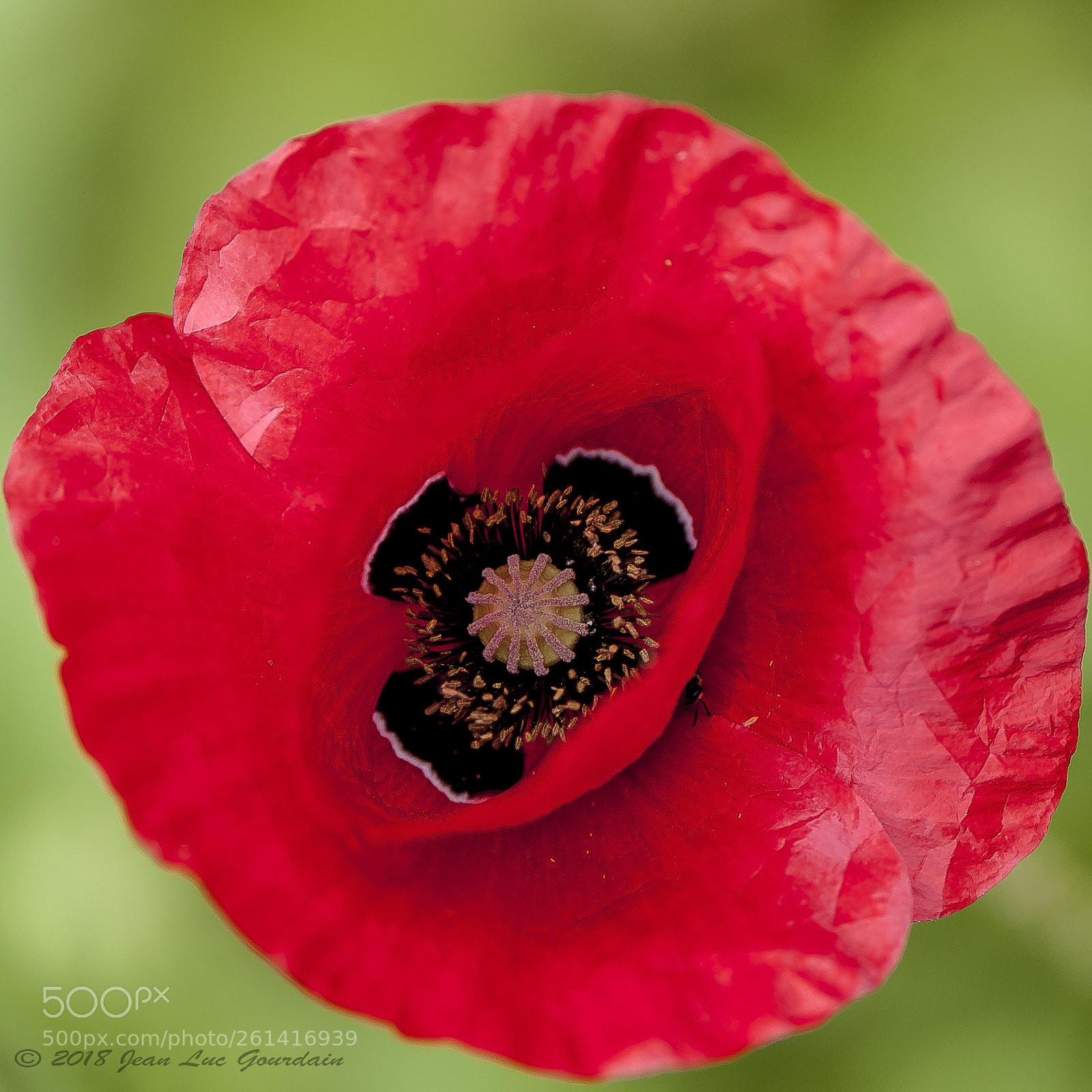 Nikon D70 sample photo. Coquelicot photography