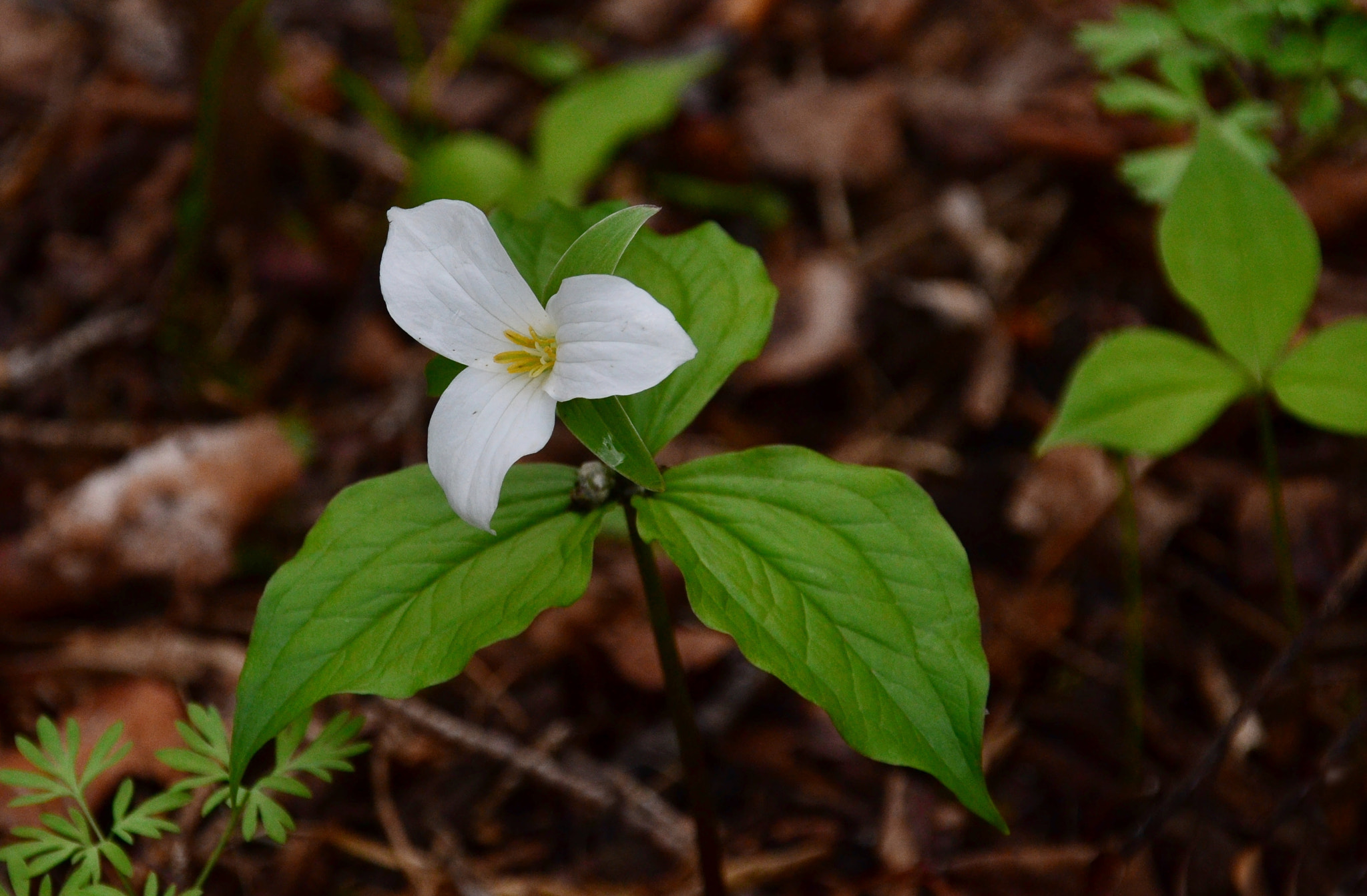 Sigma 18-200mm F3.5-6.3 DC OS HSM sample photo. Trillium grandiflorum, white trillium, june photography