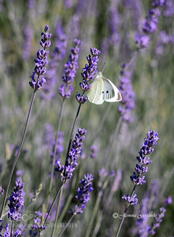 Olympus OM-D E-M1 sample photo. Butterfly photography
