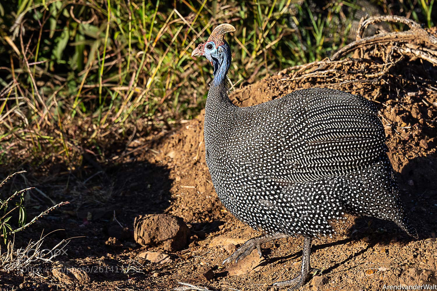 Nikon D7200 sample photo. Guinea foul photography
