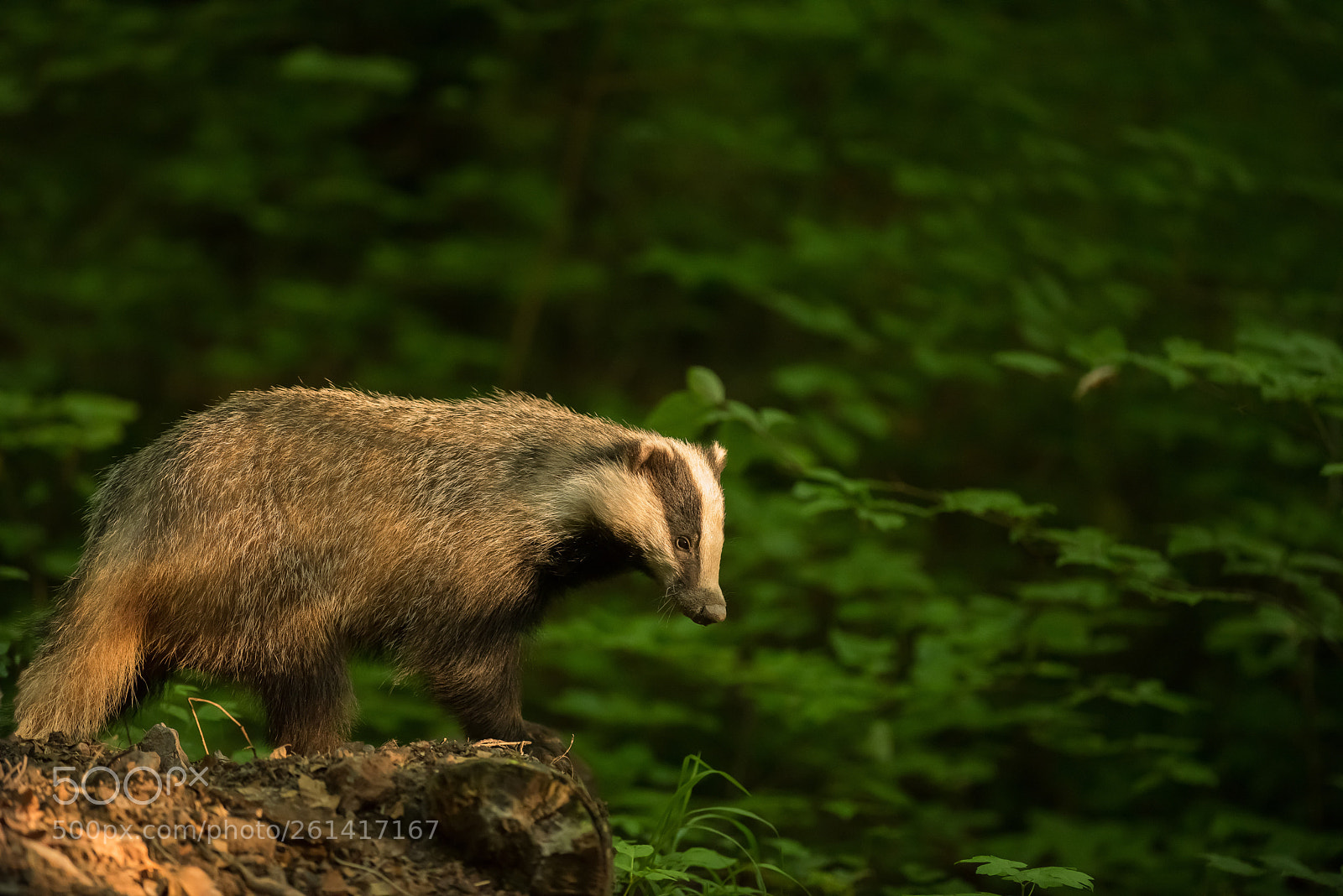 Nikon D810 sample photo. Untitled photography