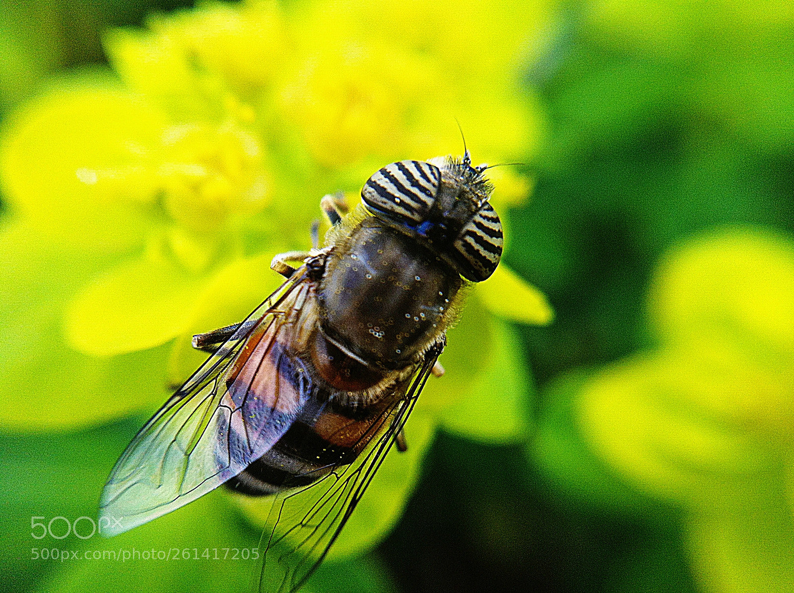 Apple iPhone 4 sample photo. Mouche  syrphidae photography