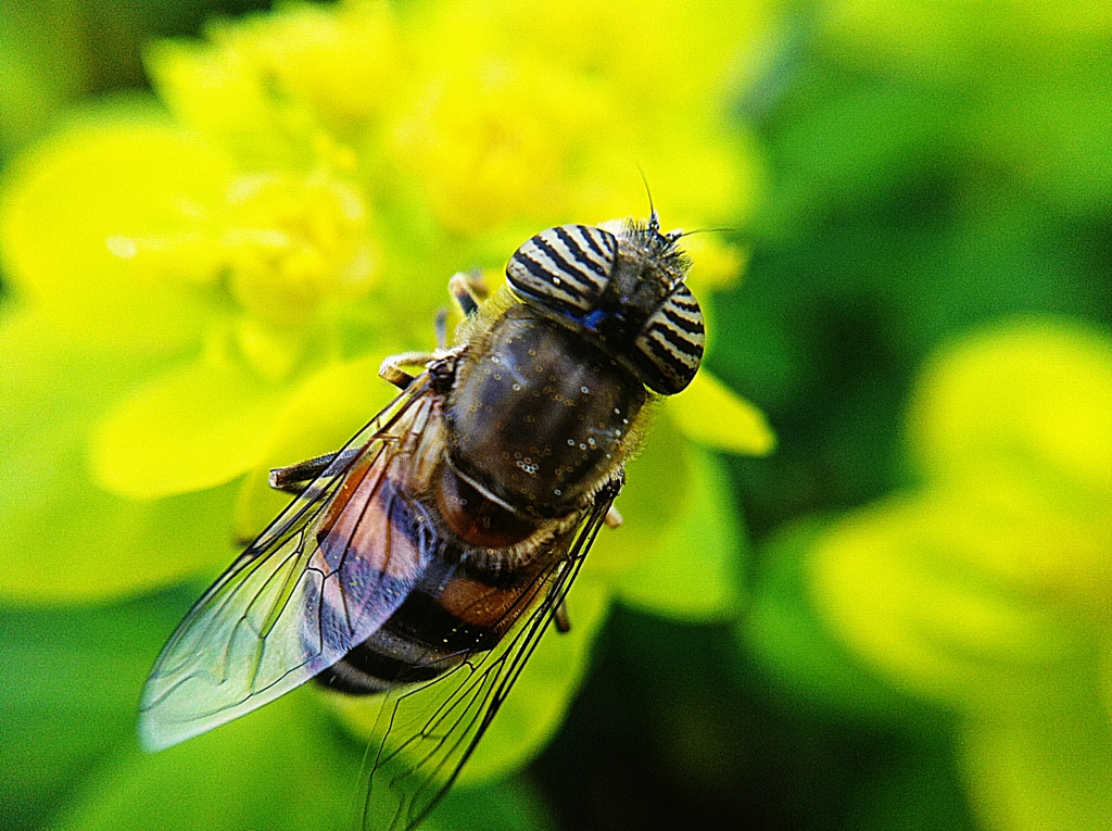 Çiçek sineği , drone fly , mouche syrphidae