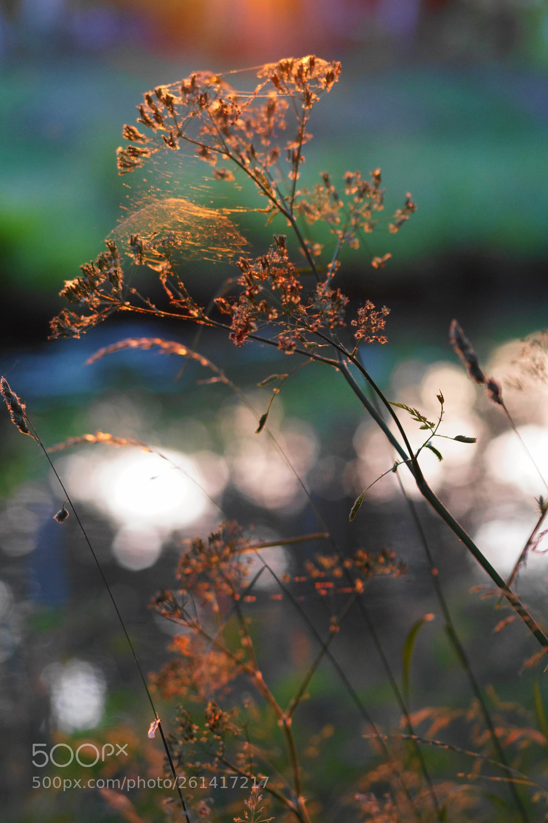 Sony SLT-A58 sample photo. Letztersonnenstrahl photography
