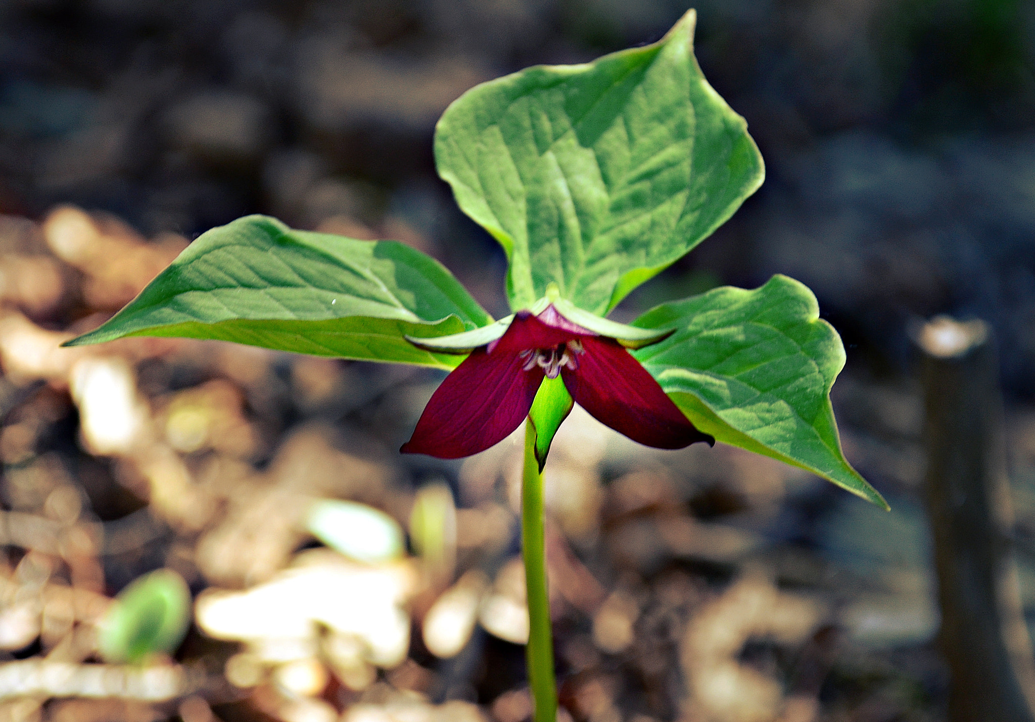 Sigma 18-200mm F3.5-6.3 DC OS HSM sample photo. Trillium erectum, red trillium, may photography