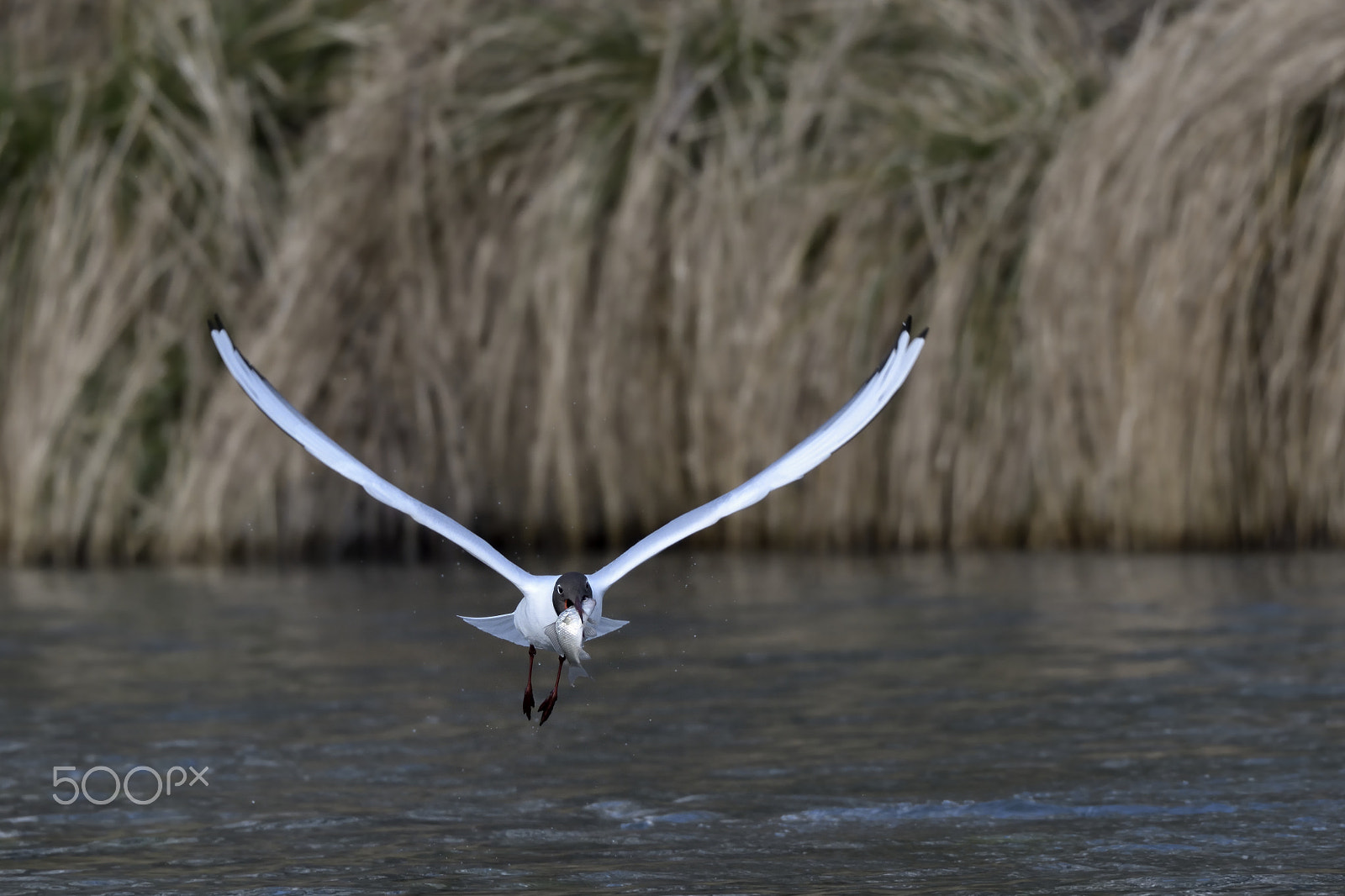 Nikon D500 sample photo. Gull photography