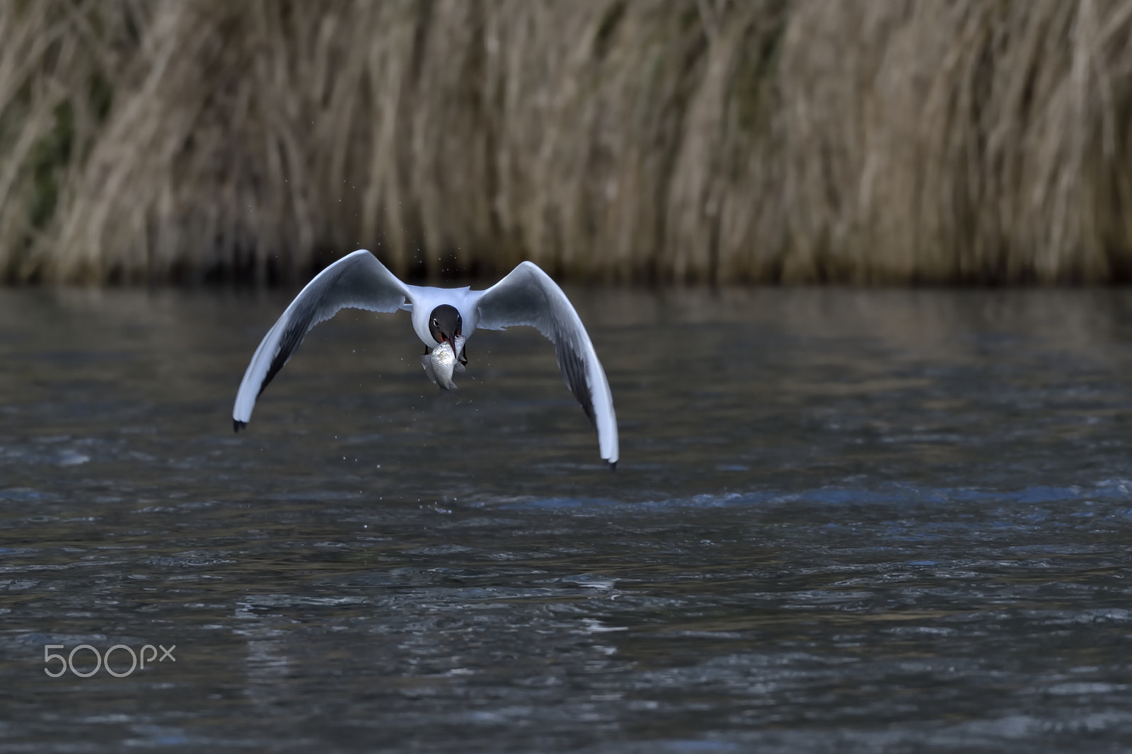 Nikon AF-S Nikkor 200-500mm F5.6E ED VR sample photo. Gull photography