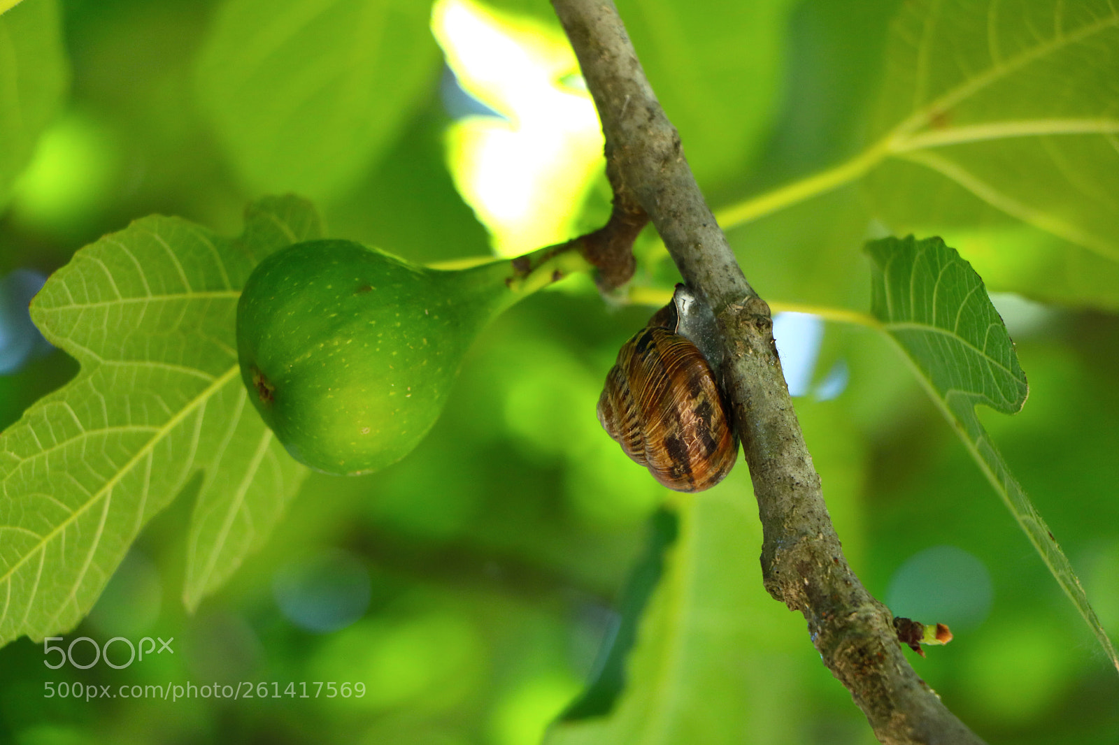 Canon EOS 750D (EOS Rebel T6i / EOS Kiss X8i) sample photo. Snail on fig tree photography