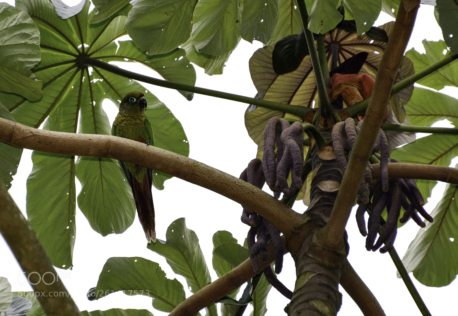 Nikon D7100 sample photo. Maroon bellied parakeet photography