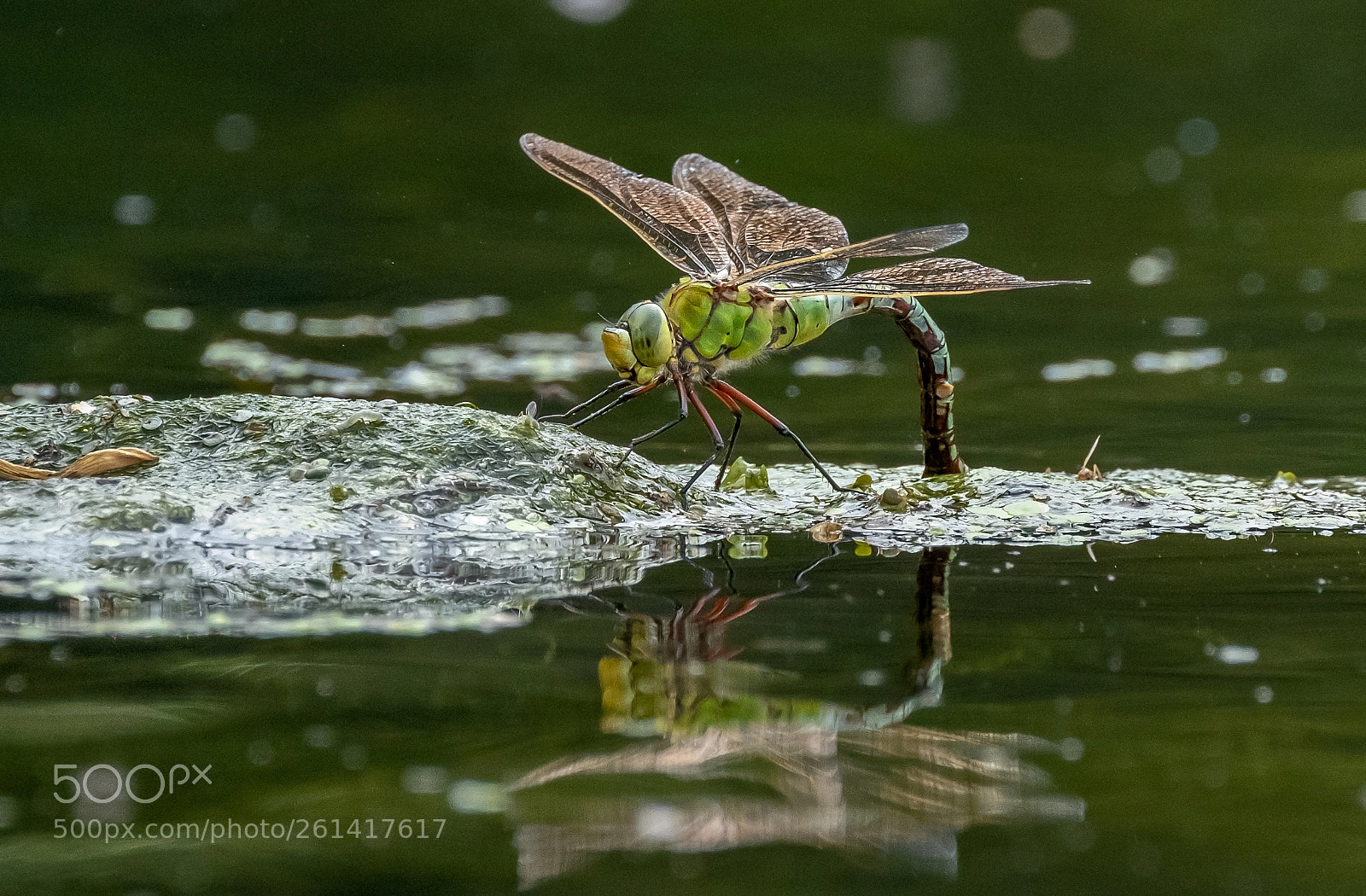 Fujifilm X-T2 sample photo. Dragonfly photography