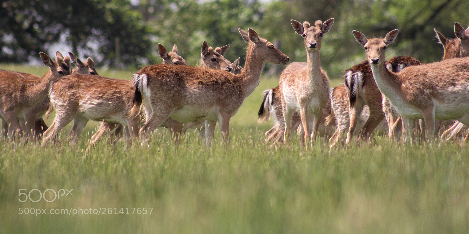 Canon EOS 700D (EOS Rebel T5i / EOS Kiss X7i) sample photo. Fallow deer photography
