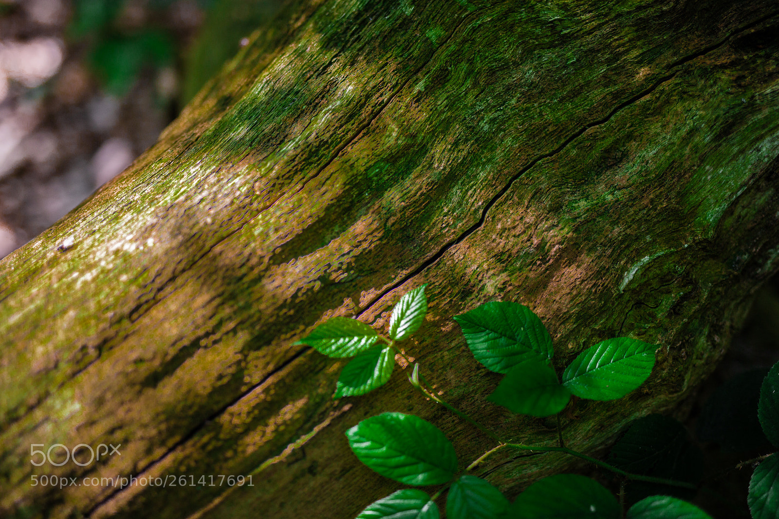 Canon EOS 6D sample photo. Green photography