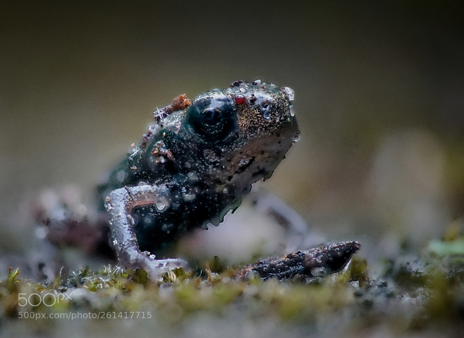 Sony Cyber-shot DSC-RX10 III sample photo. Quak photography