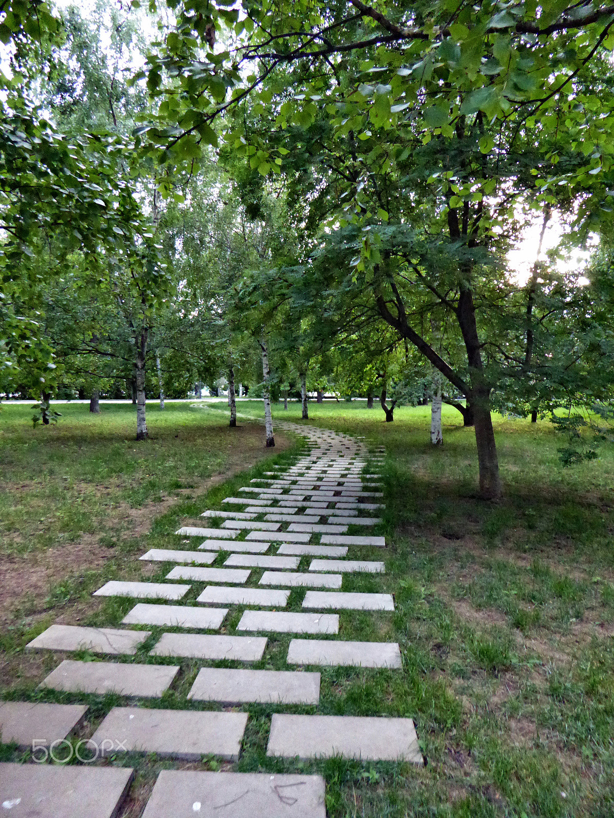 Panasonic Lumix DMC-ZS40 (Lumix DMC-TZ60) sample photo. The path among the birches photography