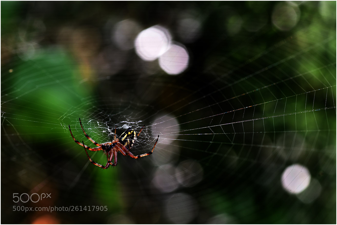 Nikon D810 sample photo. Pauk photography