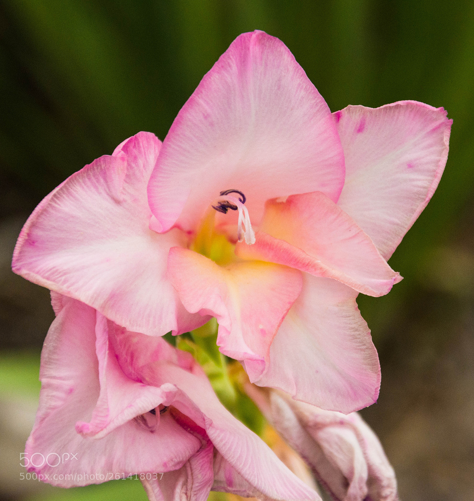 Nikon D7200 sample photo. Pretty in pink photography
