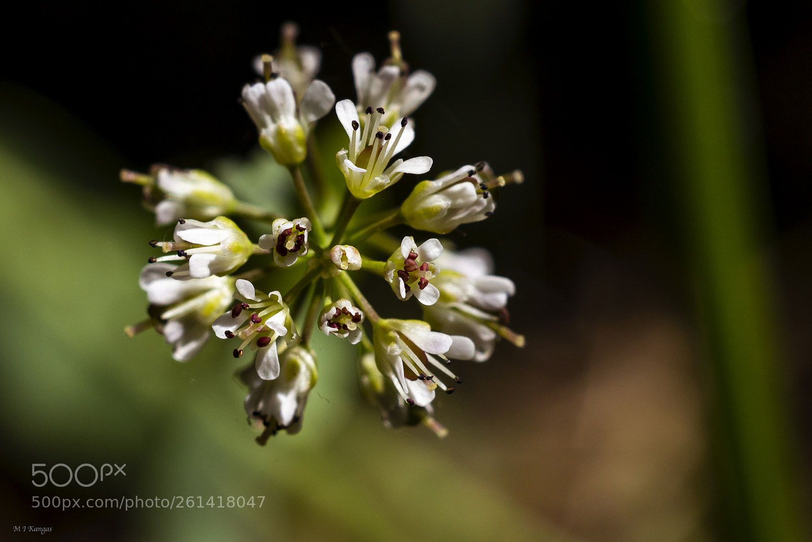 Nikon D610 sample photo. False lily of the photography