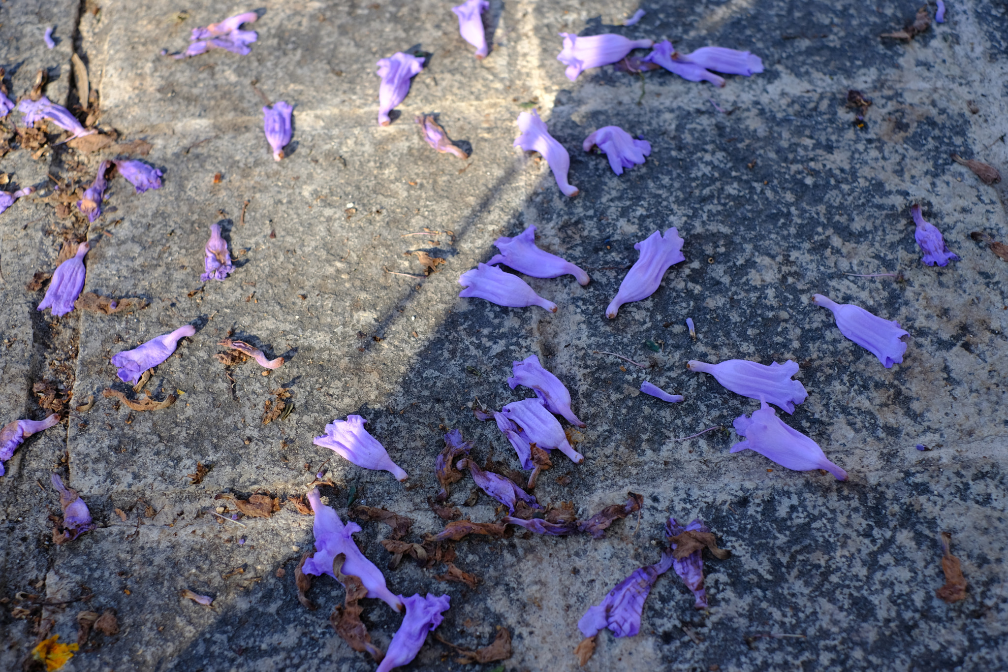 Fujifilm X-E3 sample photo. Jacaranda (i) photography