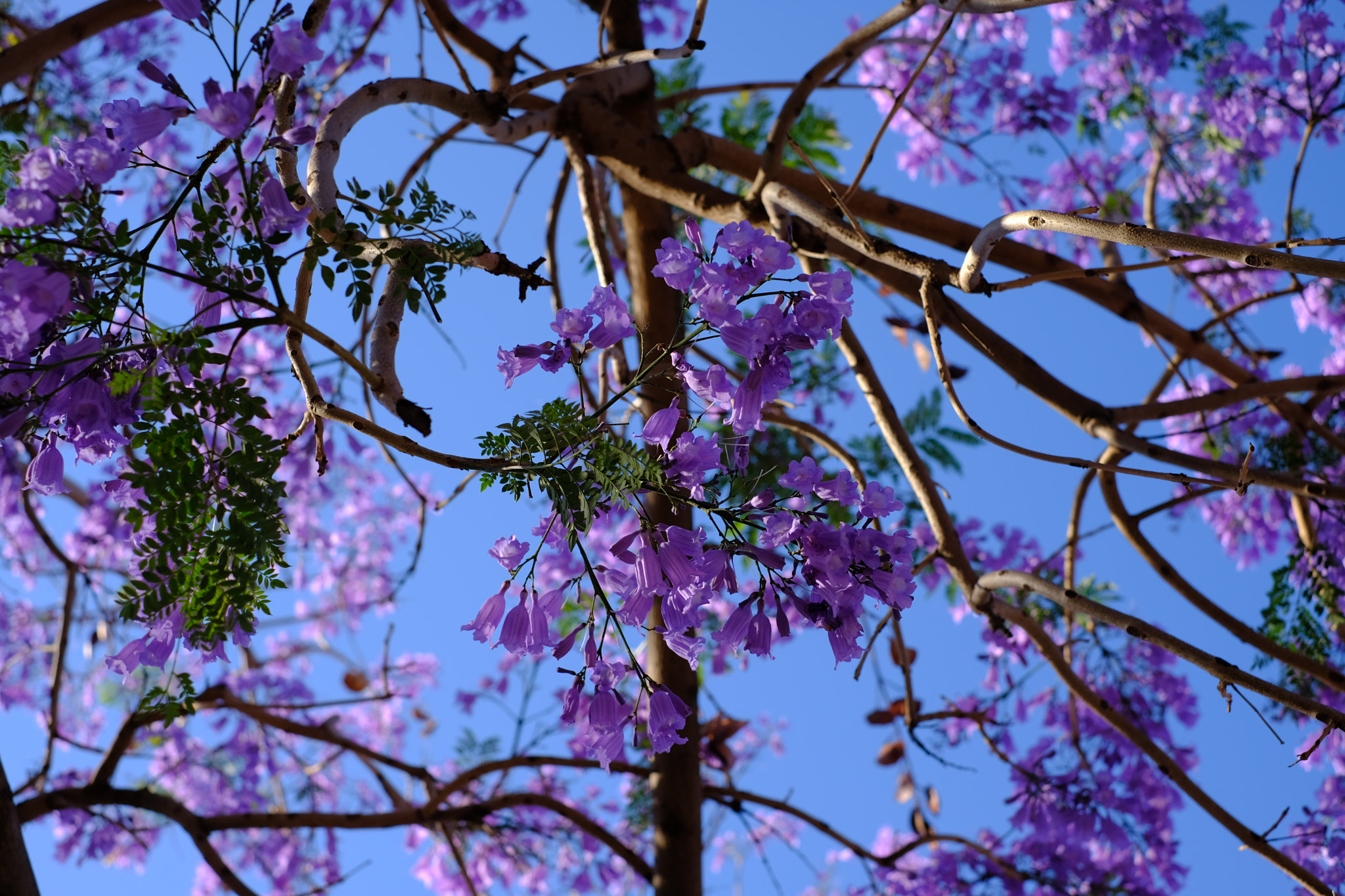 Fujifilm X-E3 sample photo. Jacaranda (ii) photography