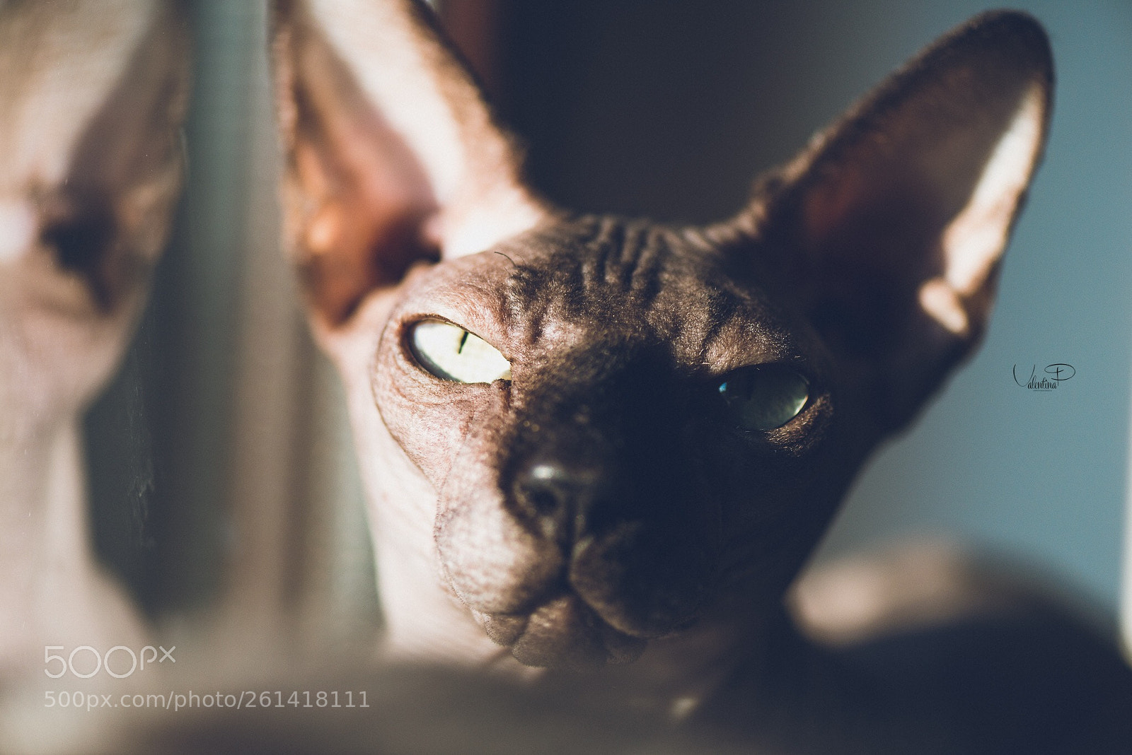 Nikon D610 sample photo. My grù...!  photography
