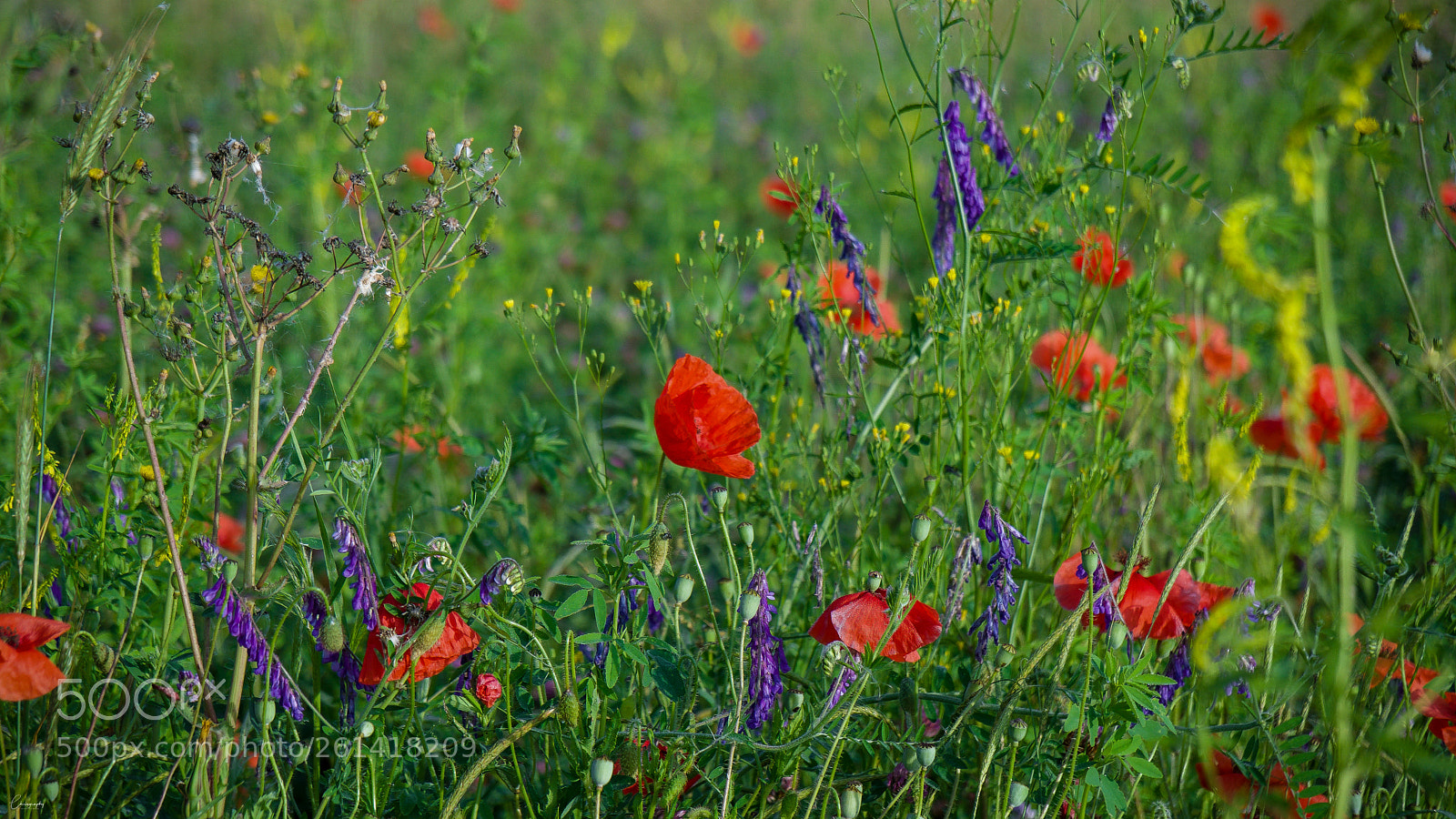 Sony a6500 sample photo. Colors photography