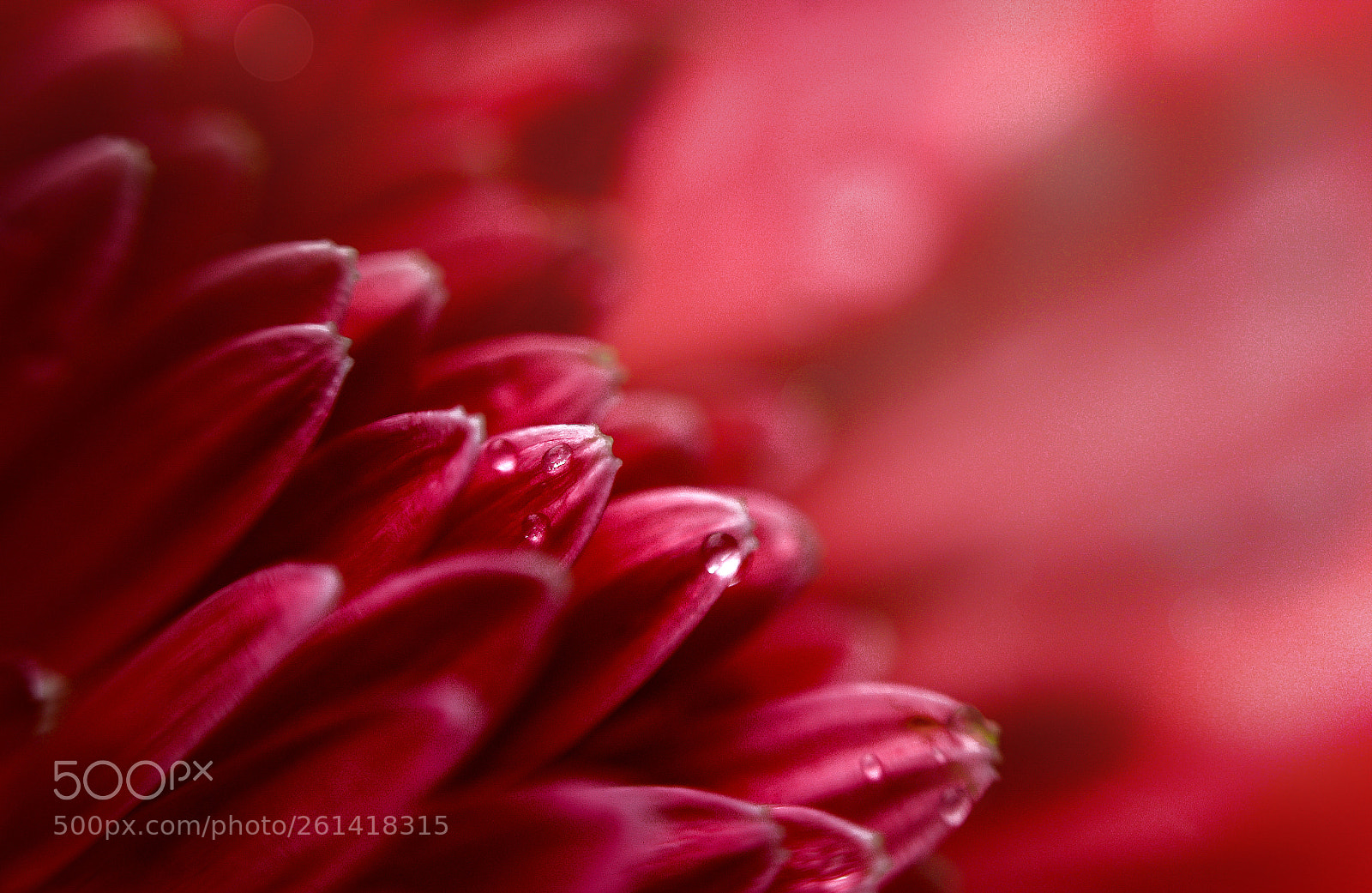Nikon D7100 sample photo. The red flower photography