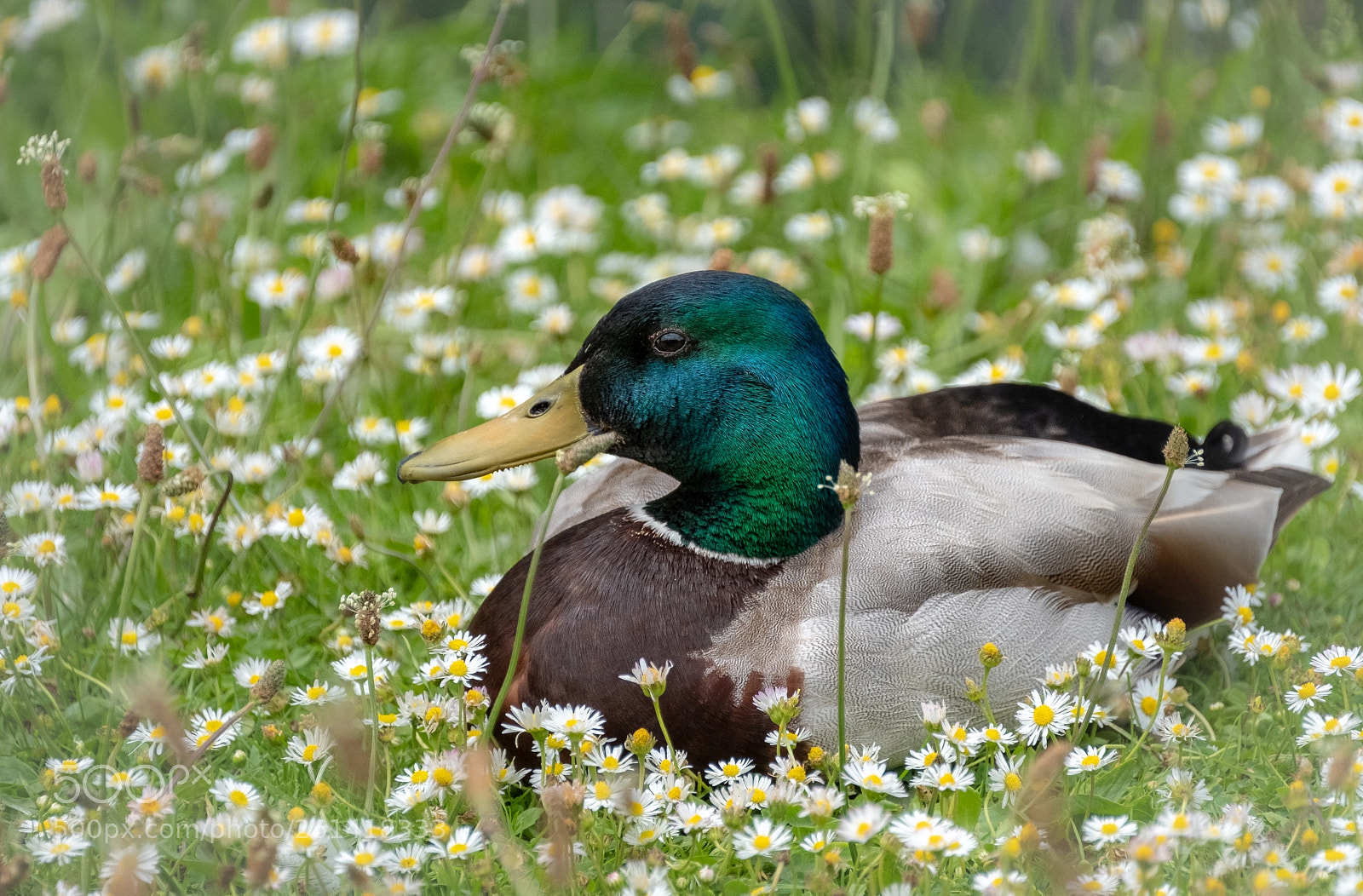 Fujifilm X-T2 sample photo. Relaxing duck photography