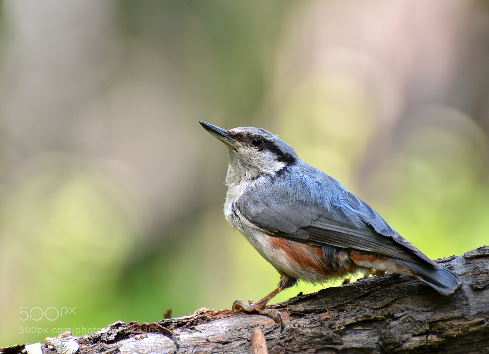 Nikon D850 sample photo. Nuthatch photography