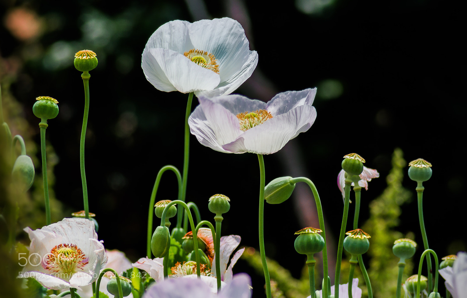 Nikon D3200 sample photo. White cluster photography