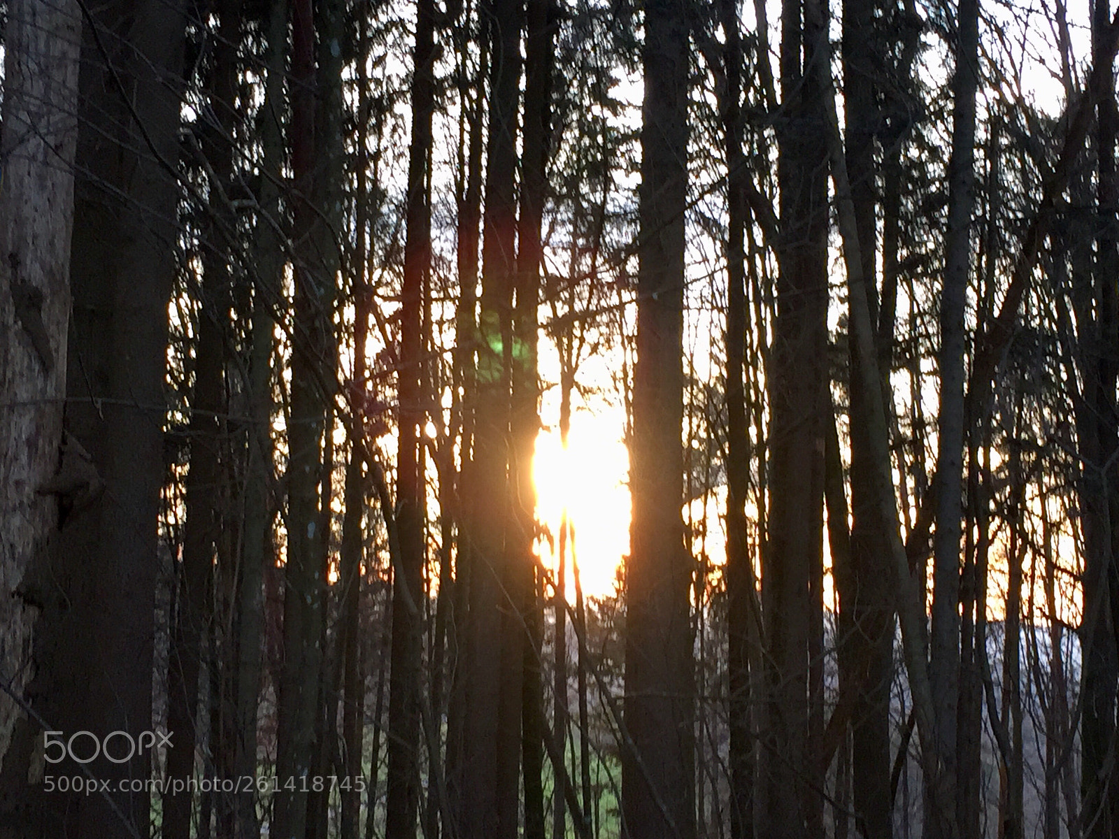 Apple iPhone 6 sample photo. The wood from the photography